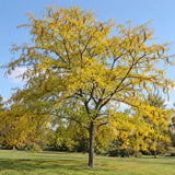 Dřezovec trojtrnný, výška 30–60 cm, květináč 9 cm