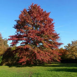 Dub bahenní, výška 30–50 cm, květináč 9 cm