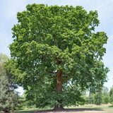 Dub letní, výška 30–60 cm, květináč 9 cm