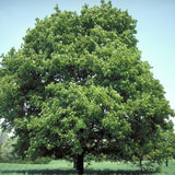 Javor mléč, výška 30–60 cm, květináč 9 cm