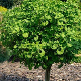 Jinan dvoulaločný Mariken na mini kmínku, výška 50–70 cm, květináč 3 l