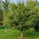 Jinan dvoulaločný, výška 15–30 cm, květináč 9 cm