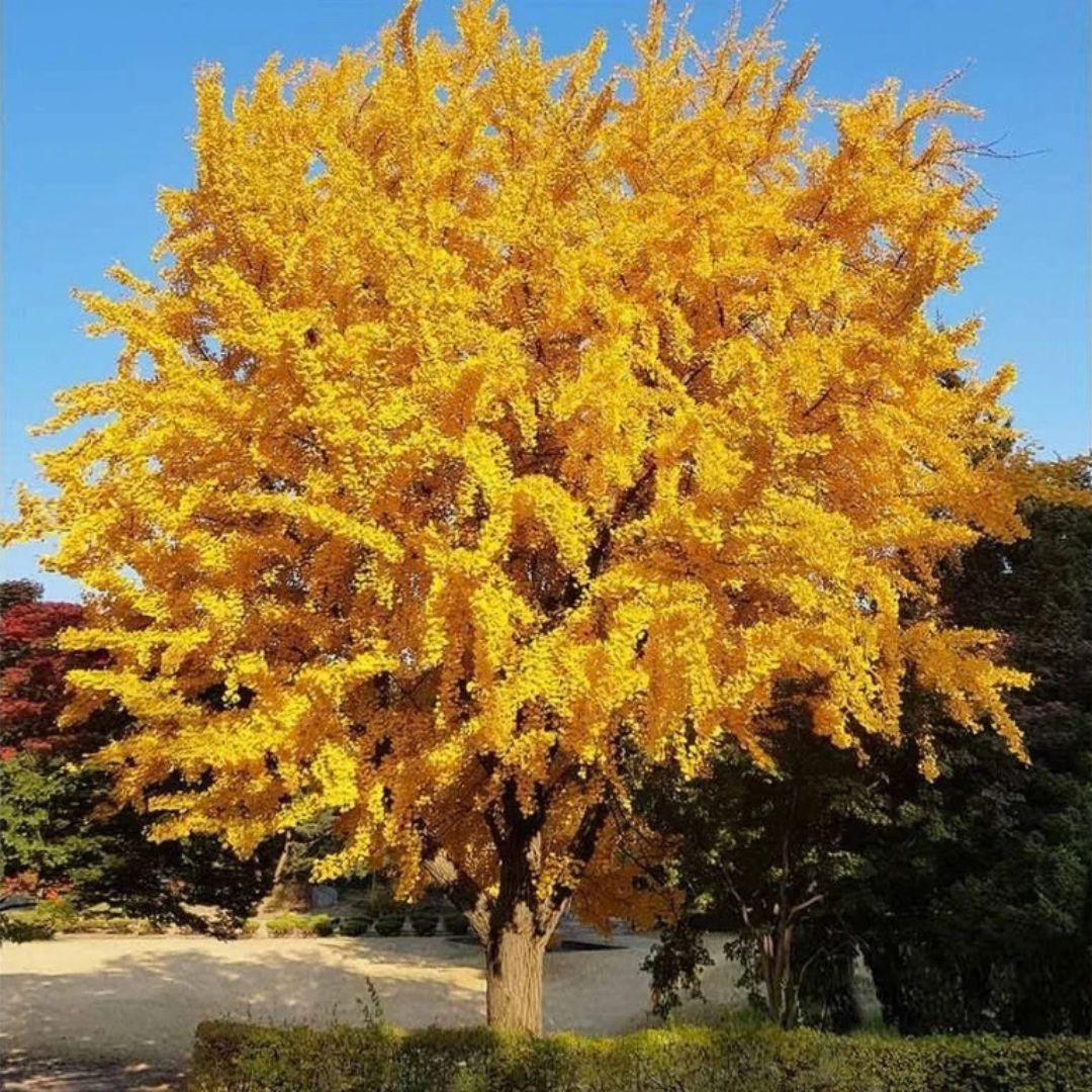 Jinan dvoulaločný, výška 15–30 cm, květináč 9 cm