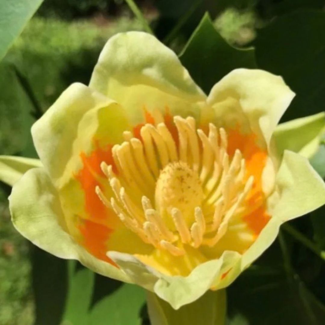 Liliovník tulipánokvětý, výška 15–30 cm, květináč 9 cm