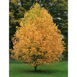 Liliovník tulipánokvětý, výška 15–30 cm, květináč 9 cm