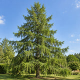 Modřín opadavý, výška 30–60 cm, květináč 2 l