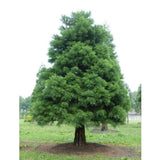 Sekvojovec obrovský, výška 10–30 cm, květináč 9 cm