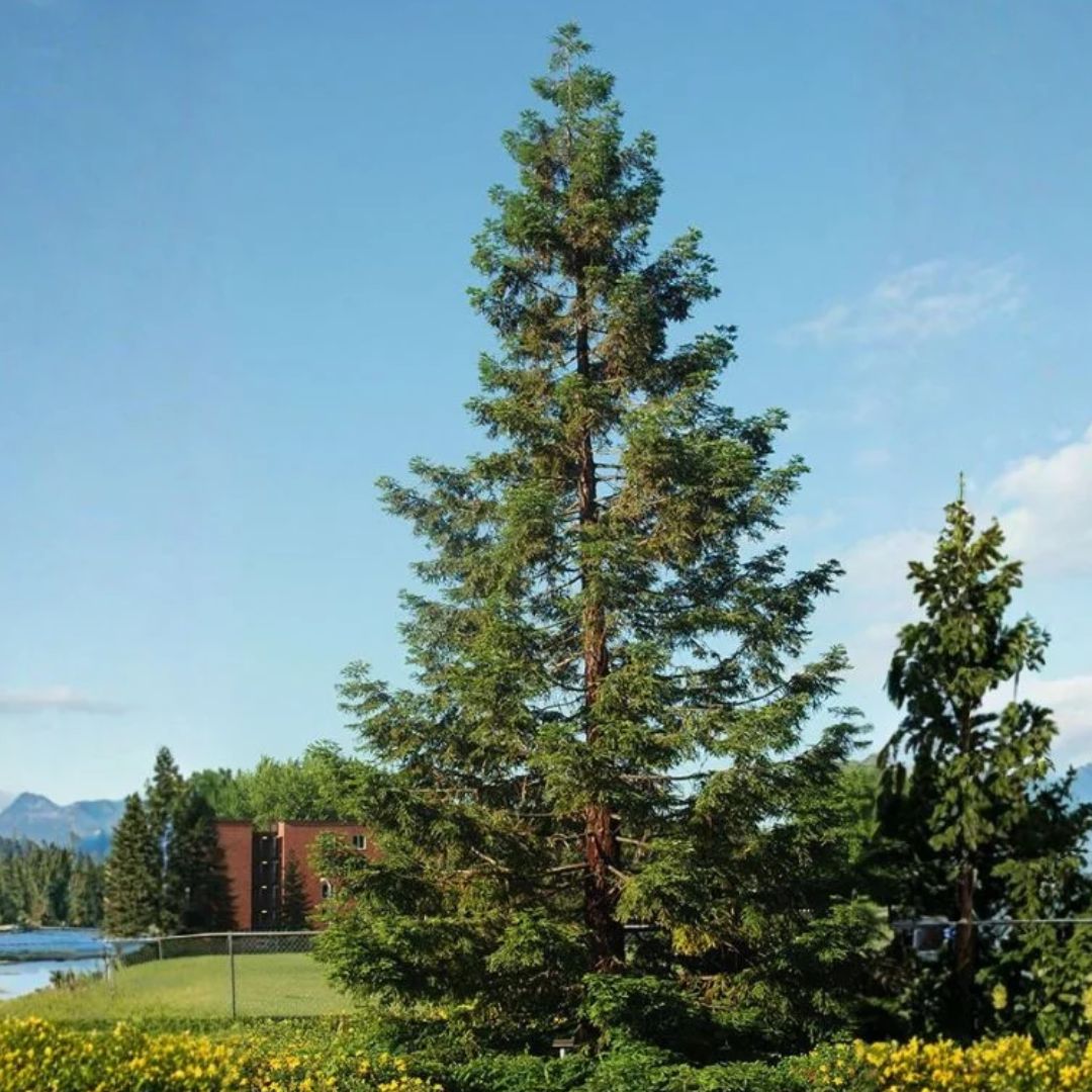 Sekvoj vždyzelená, výška 50–80 cm, květináč 2 l