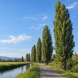 Topol černý Italica, výška 50–80 cm, květináč 2 l
