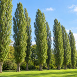 Topol černý Italica, výška 50–80 cm, květináč 2 l