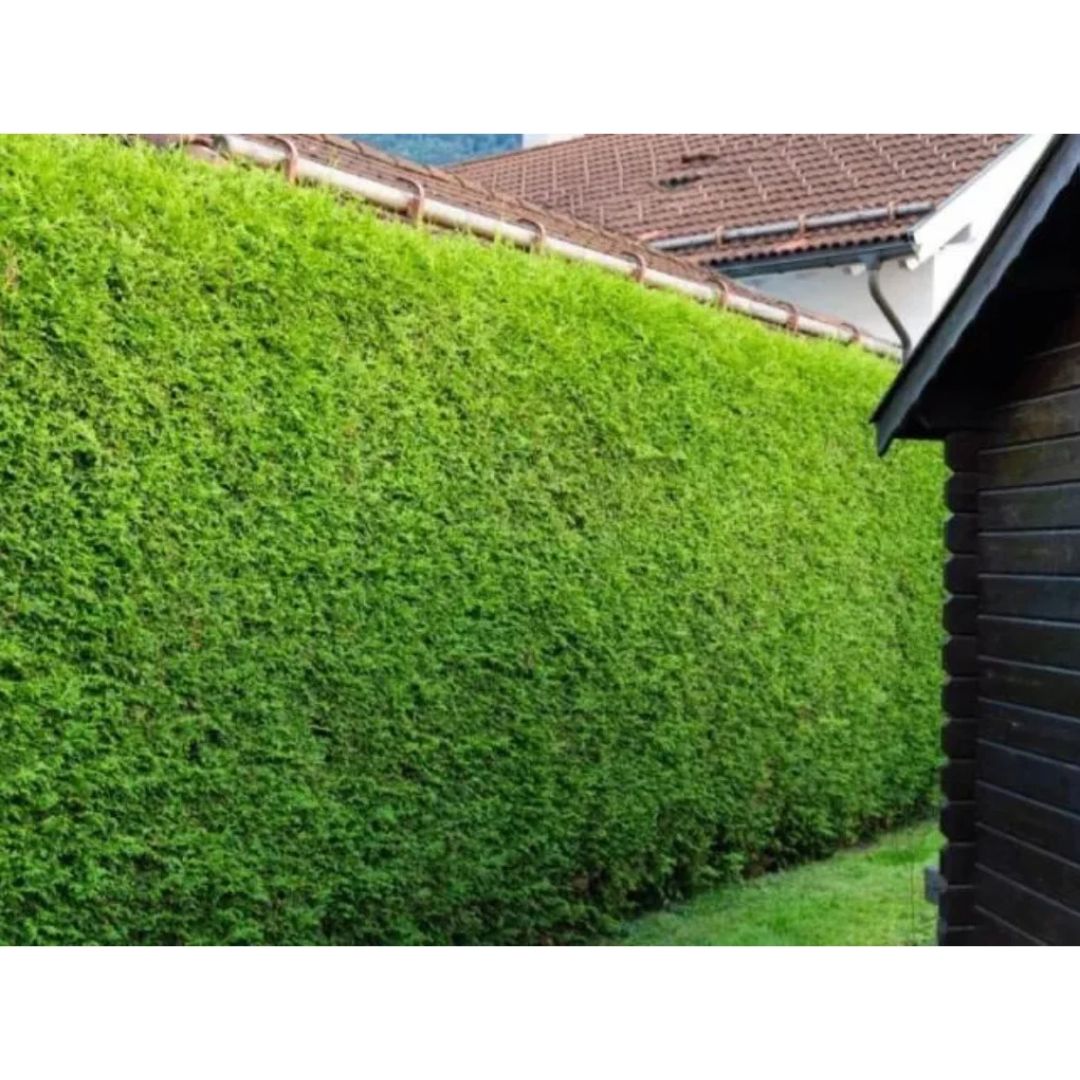 Túje, zerav západní Brabant, výška 15–30 cm, květináč 9 cm
