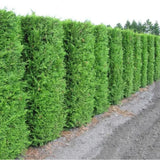 Túje, zerav západní Brabant, výška 15–30 cm, květináč 9 cm