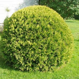 Túje, zerav západní Golden Globe, výška 15–30 cm, květináč 9 cm