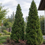Túje, zerav západní Holmstrup, výška 15–30 cm, květináč 9 cm