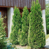 Túje, zerav západní Holmstrup, výška 15–30 cm, květináč 9 cm