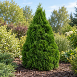 Túje, zerav západní Holmstrup, výška 15–30 cm, květináč 9 cm