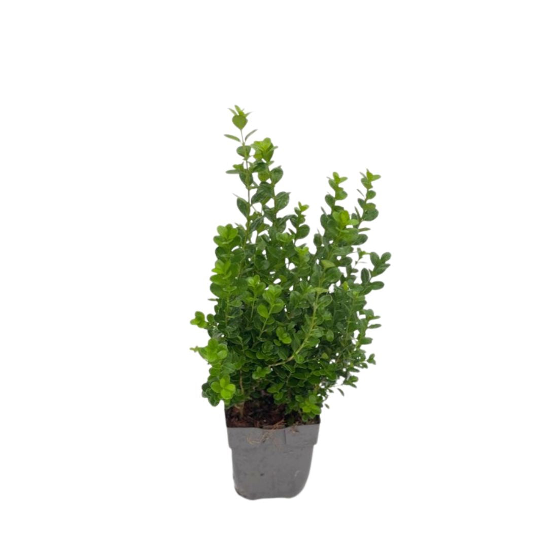 Zimostráz NewGen Freedom, výška 20–40 cm, květináč 13 cm