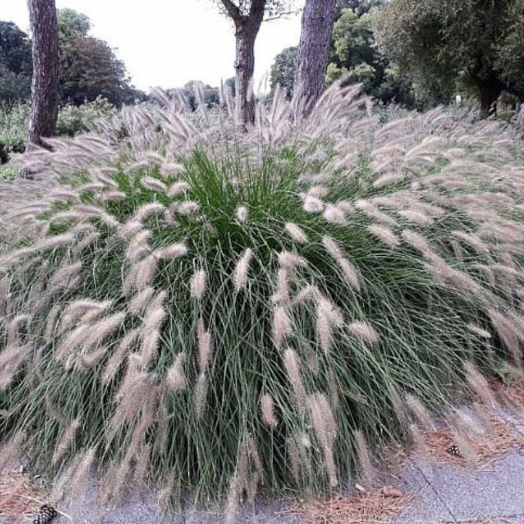 Dochan psárkovitý Hameln, květináč 9 cm