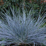Kostřava popelavá Blauglut, květináč 9 cm