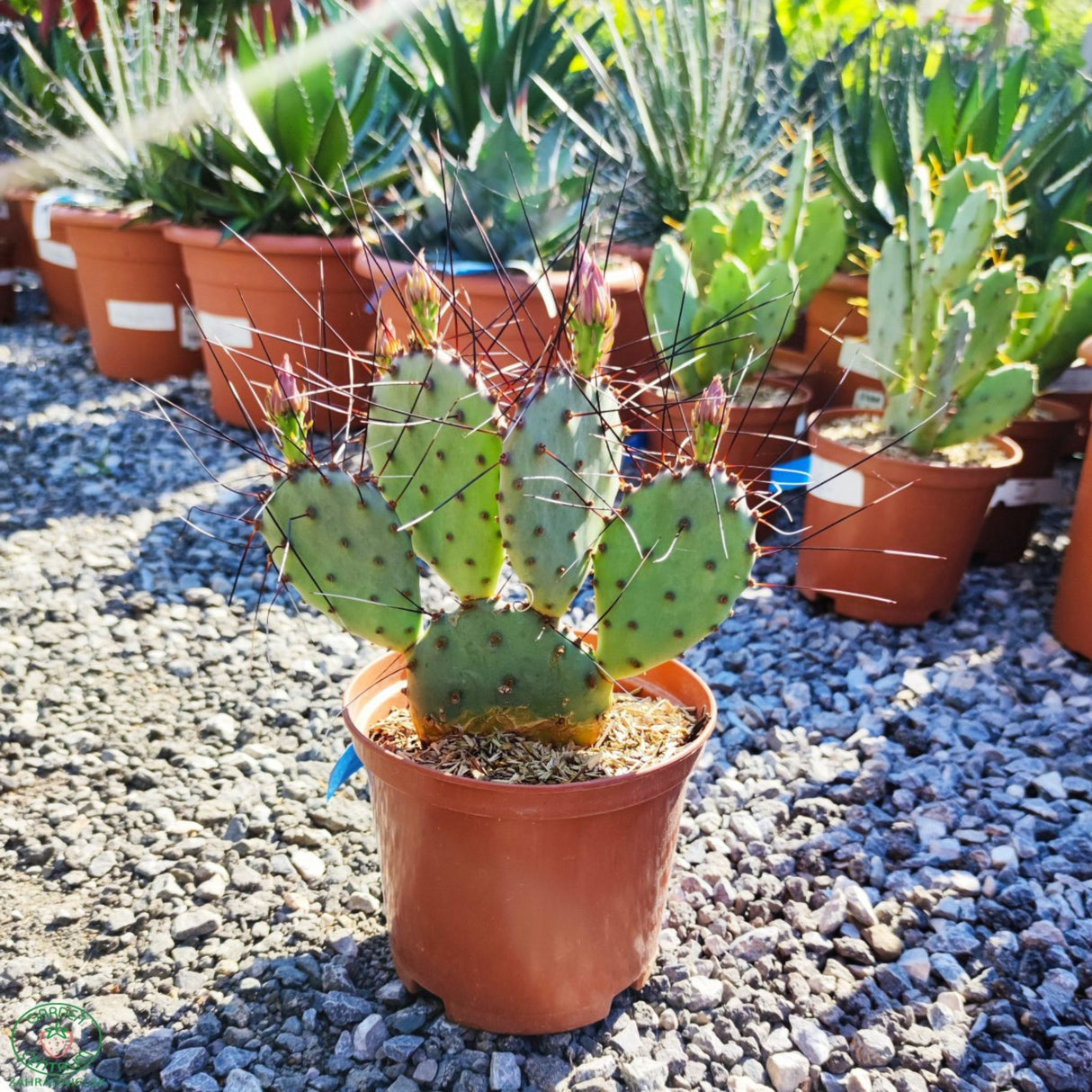 Opuncie velkotrná, výška 20-30 cm, květináč 3 l