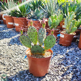 Opuncie velkotrná, výška 20-30 cm, květináč 3 l