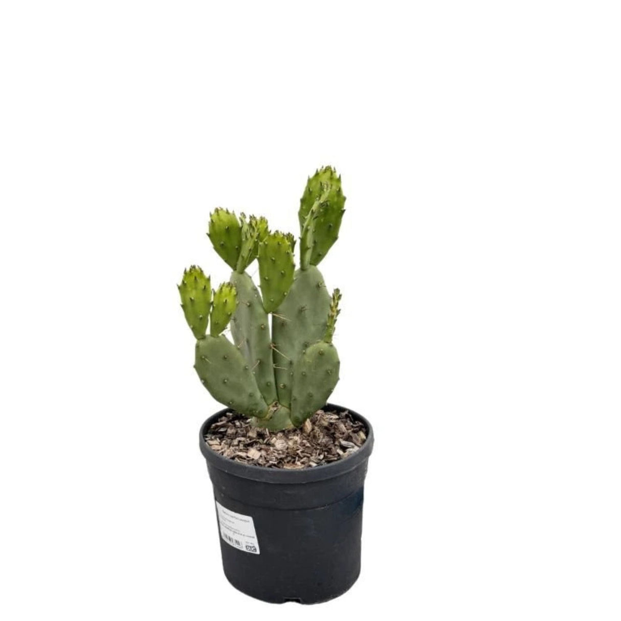 Opuncie velkotrná, výška 20-30 cm, květináč 3 l