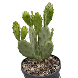 Opuncie velkotrná, výška 20-30 cm, květináč 3 l