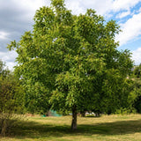 Ořešák královský na kmínku 100-120 cm, výška 160-180 cm, květináč 10 l