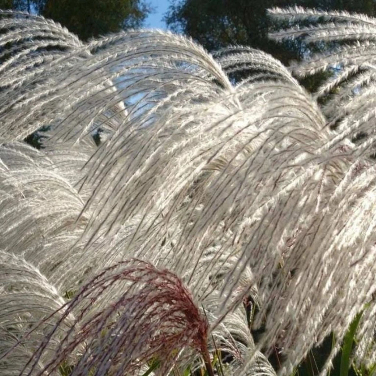 Ozdobnice čínská Memory, květináč 11 cm