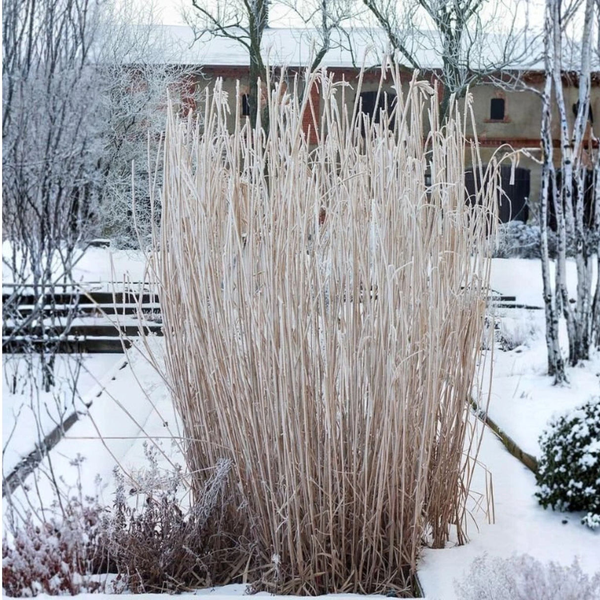 Ozdobnice obrovská, květináč 11 cm