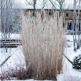 Ozdobnice obrovská, květináč 11 cm
