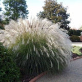 Ozdobnice čínská Memory, květináč 11 cm