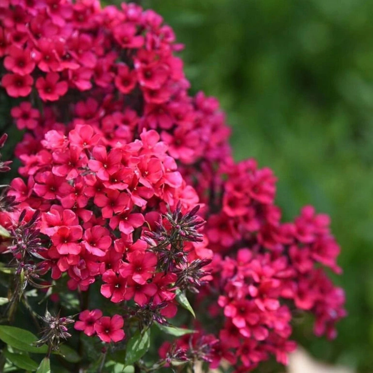 Plamenka latnatá Early Red, květináč 11 cm
