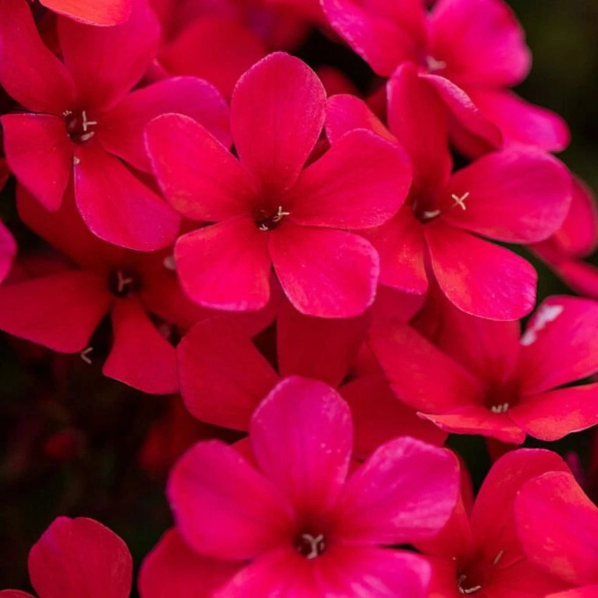 Plamenka latnatá Early Red, květináč 11 cm
