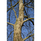 Platan javorolistý Hispanica vícekmen, výška 180-250cm, květináč 18 l
