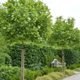 Platan javorolistý, výška 130-160 cm, květináč 3 l