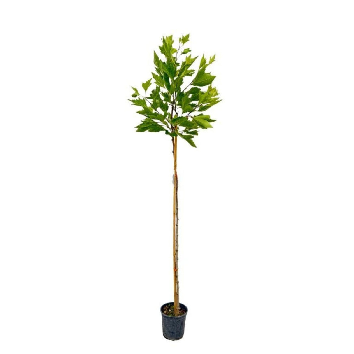 Platan javorolistý, výška 130-160 cm, květináč 3 l