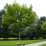Platan javorolistý, výška 130-160 cm, květináč 3 l
