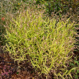 Plochoklásek ozdobný, květináč 9 cm