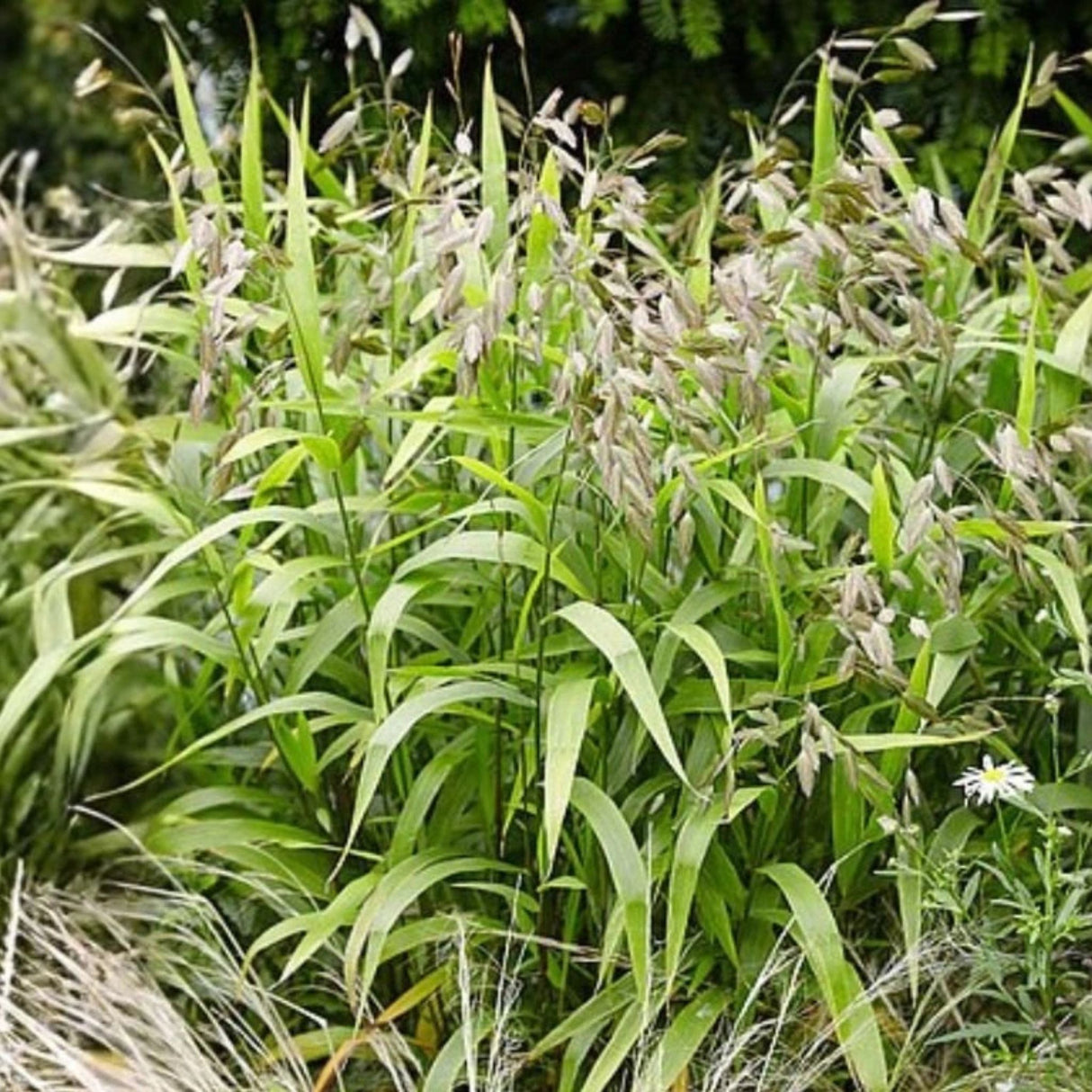 Plochoklásek ozdobný, květináč 9 cm