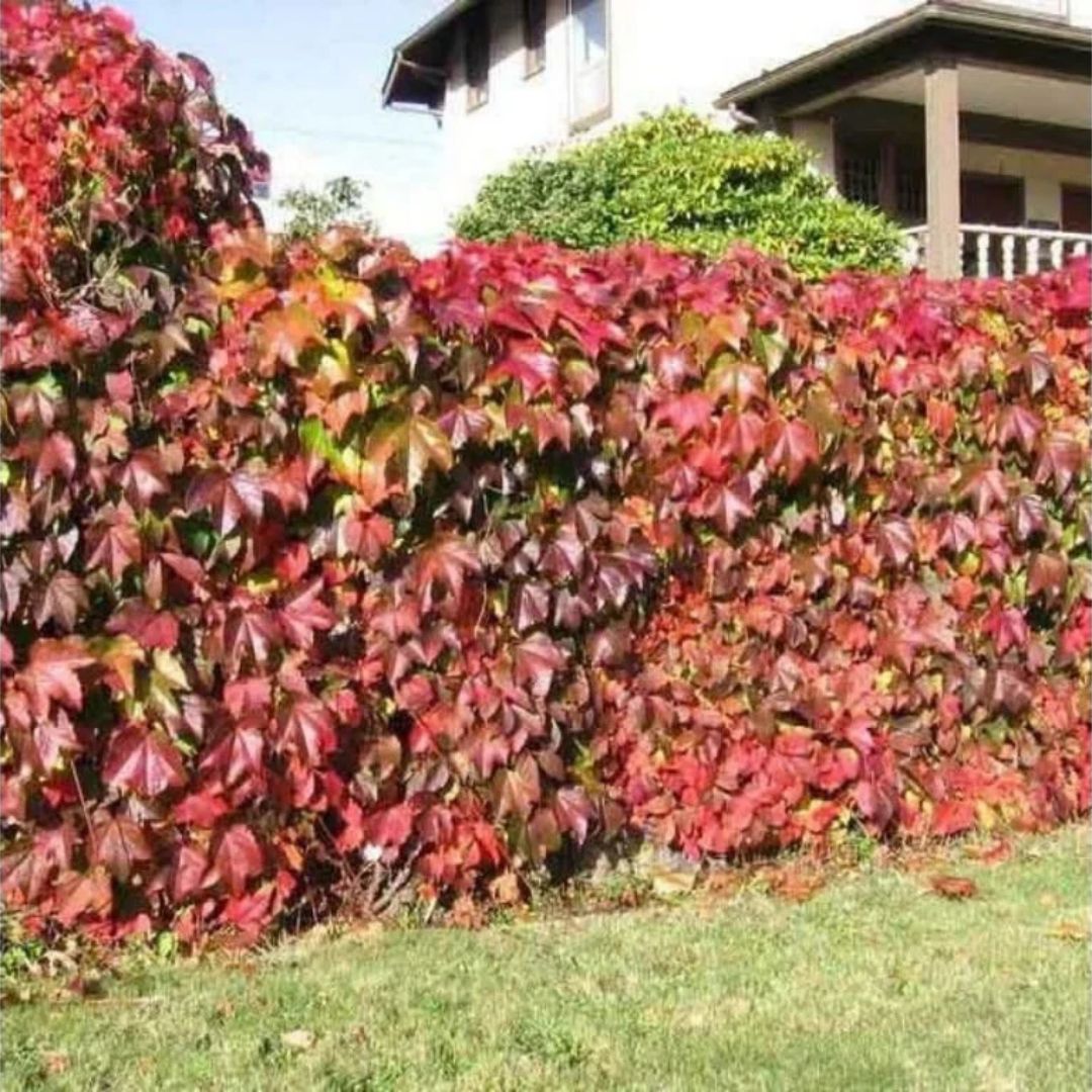 Přísavník pětilistý, výška 15–30 cm, květináč 9 cm