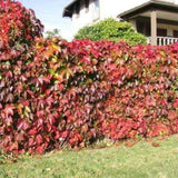 Přísavník pětilistý, výška 15–30 cm, květináč 9 cm