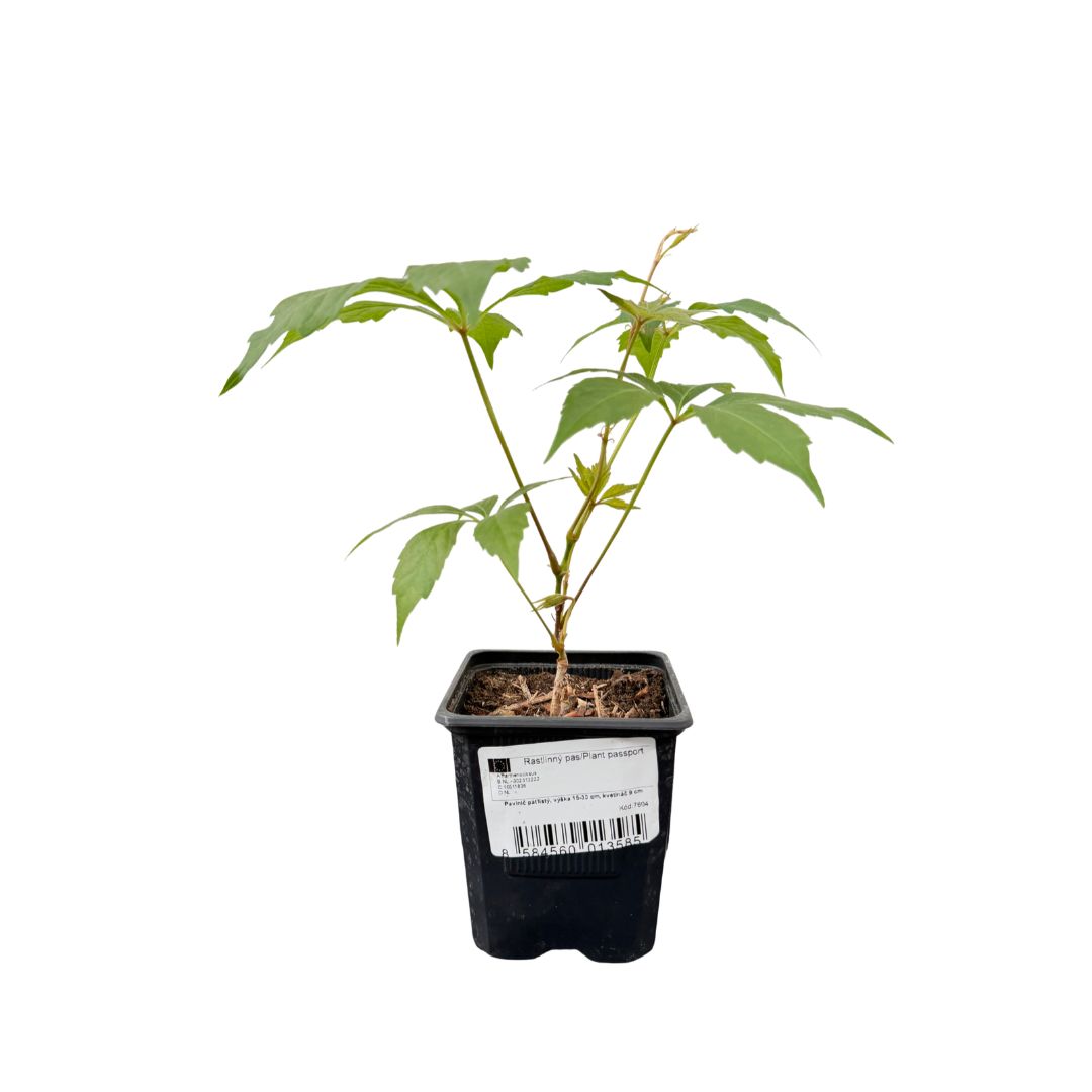 Přísavník pětilistý, výška 15–30 cm, květináč 9 cm