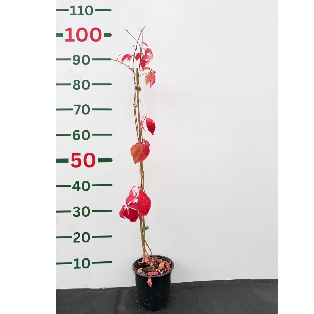 Přísavník pětilistý, výška 30–50 cm, květináč 1,5 l