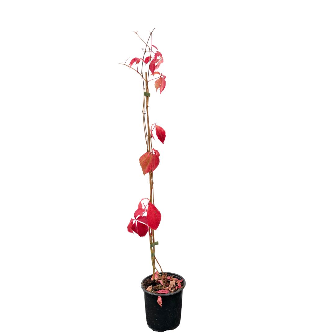 Přísavník pětilistý, výška 30–50 cm, květináč 1,5 l