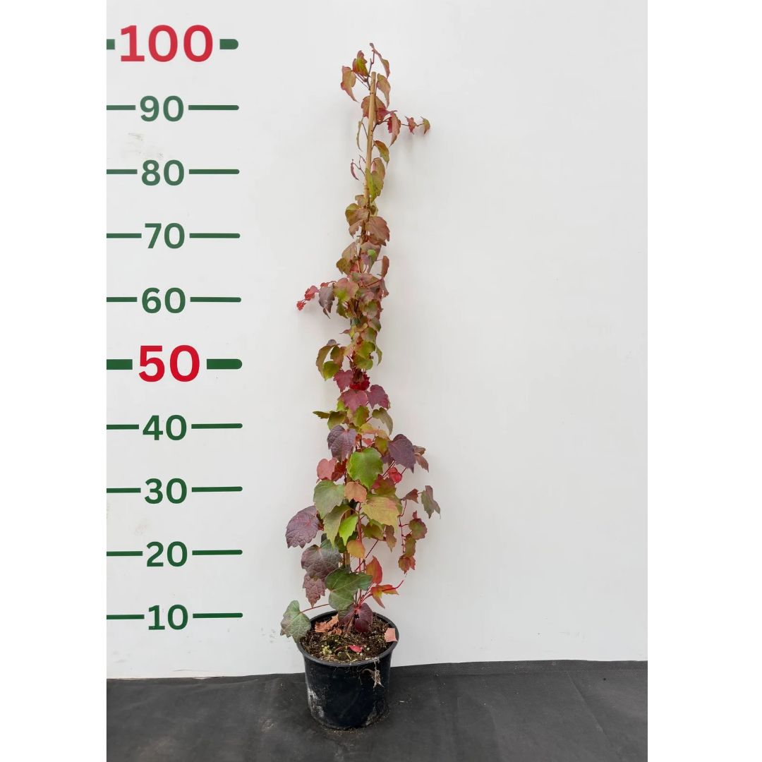 Přísavník trojlaločný Veitchii, vyvázaný, výška 30–50 cm, květináč 1,5 l