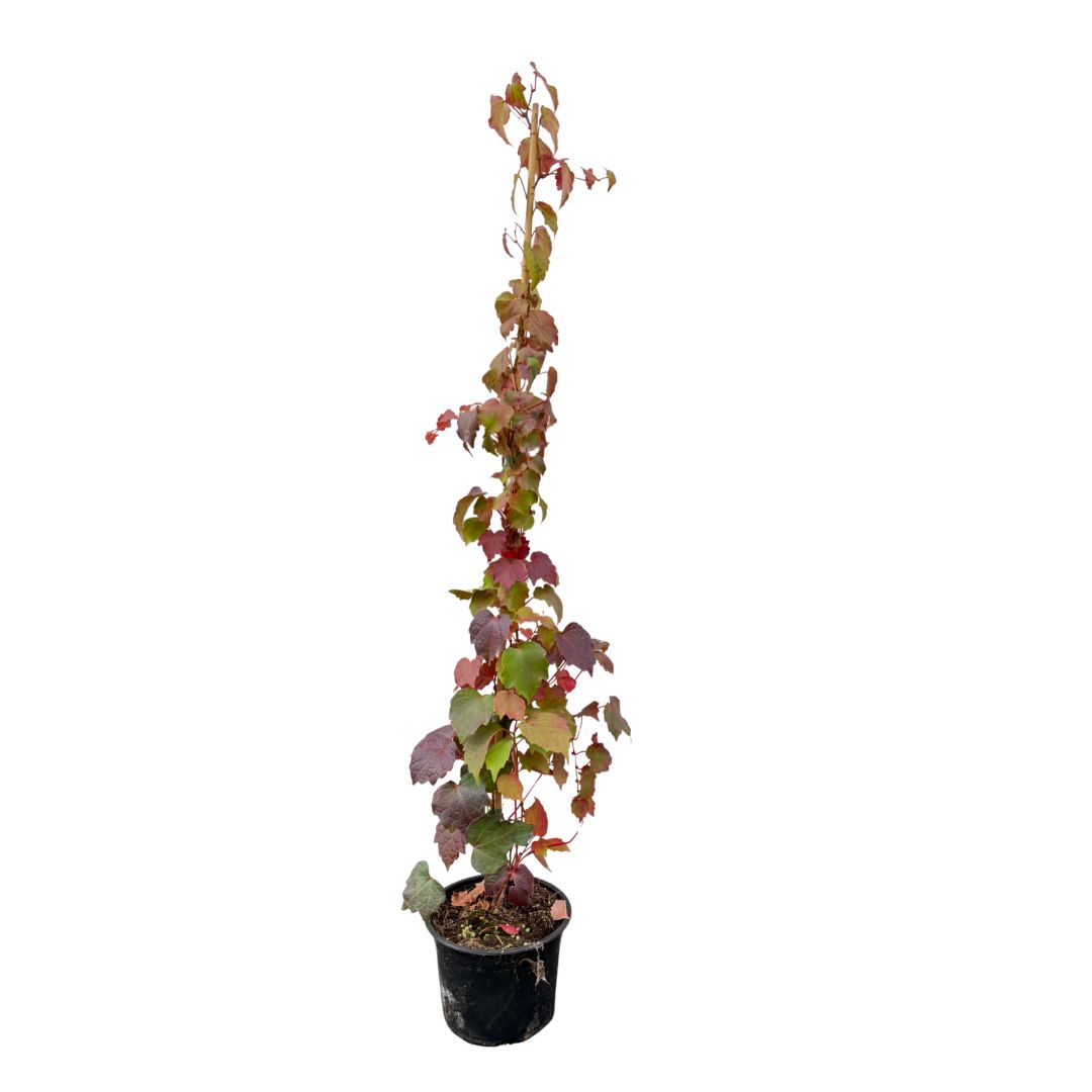 Přísavník trojlaločný Veitchii, vyvázaný, výška 30–50 cm, květináč 1,5 l