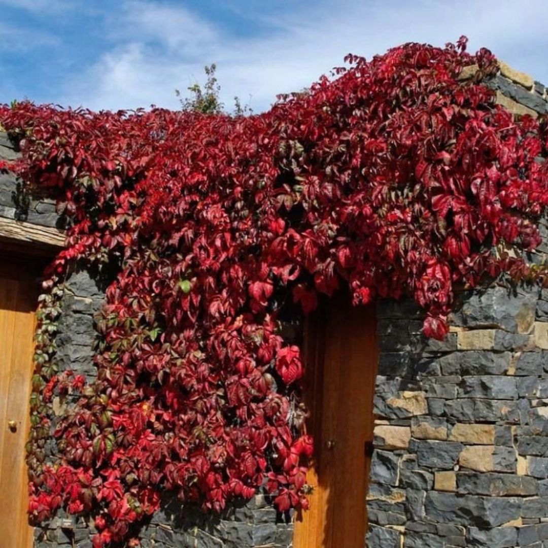 Přísavník pětilistý, výška 15–30 cm, květináč 9 cm