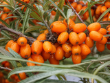 Rakytník řešetlákový Orange Energy, samičí, výška 30–40 cm, květináč 2 l