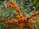 Rakytník řešetlákový Orange Energy, samičí, výška 30–40 cm, květináč 2 l